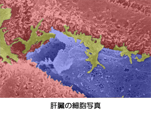 肝臓の細胞
