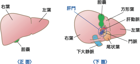 脾臓 の 役割