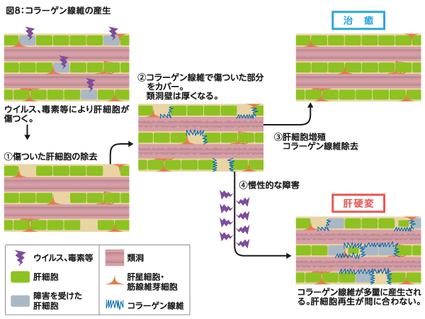 コラーゲン線維の産生