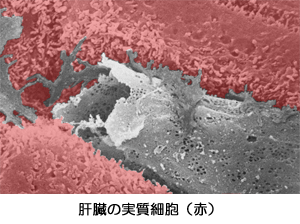 肝臓の実質細胞