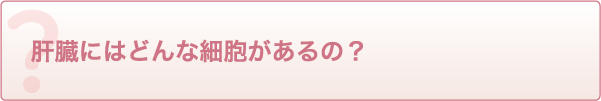 肝臓にはどんな細胞があるの?
