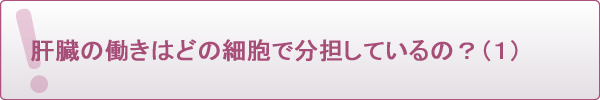 肝臓の働きはどの細胞で分担しているの?(1)