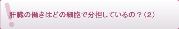 肝臓の働きはどの細胞で分担しているの?(2)